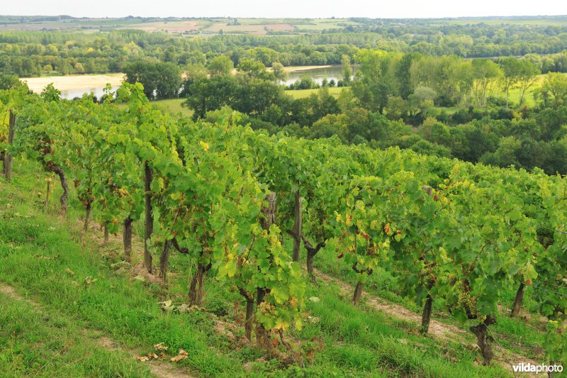 Wijngaarden van de Loire