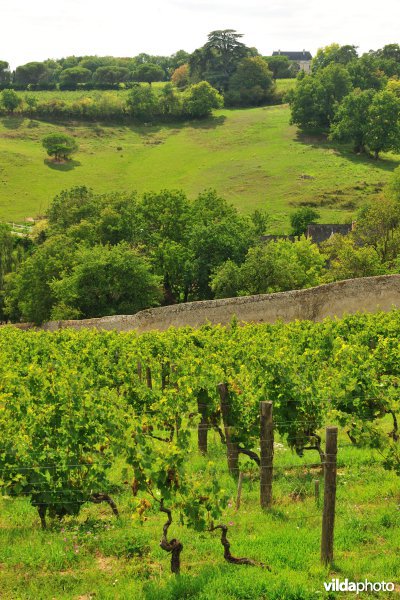 Wijngaarden van de Loire