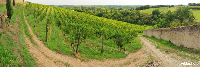 Wijngaarden van de Loire