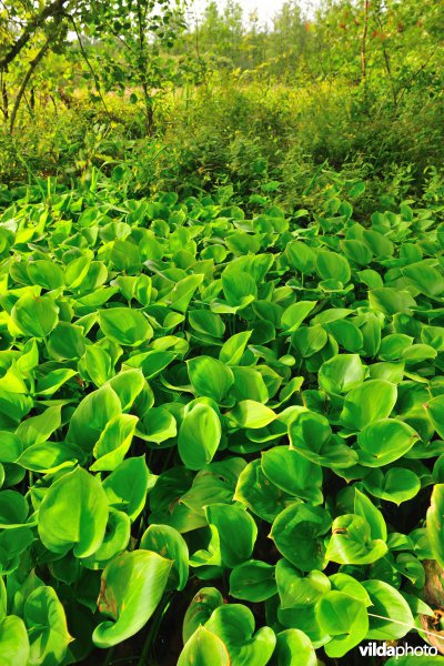 Vallei van de Zwarte beek