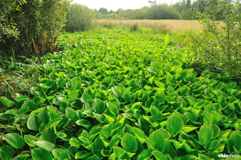 Vallei van de Zwarte beek