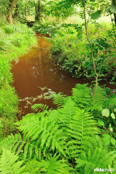 Vallei van de Zwarte beek