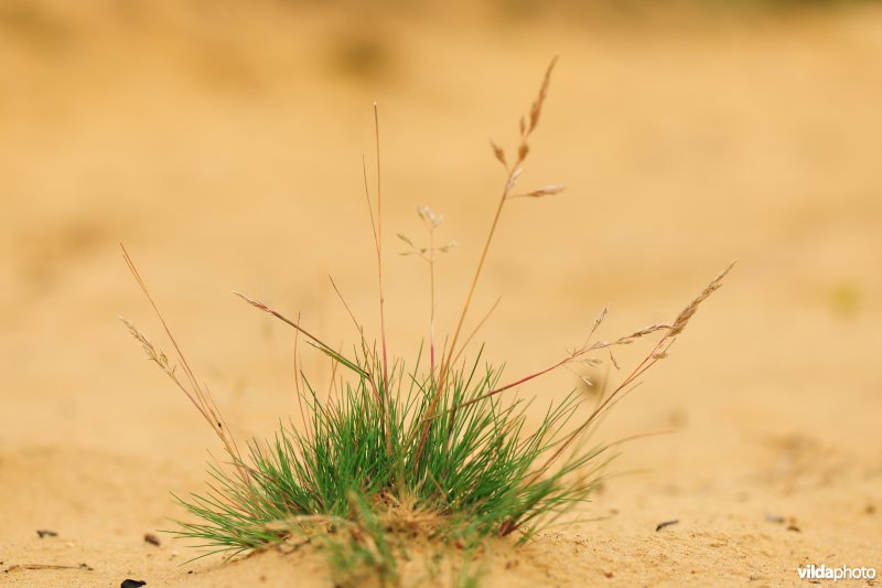 Buntgraspol