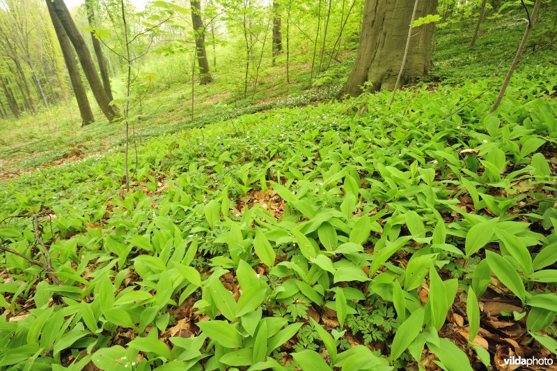 Natuurreservaat Hogenbos
