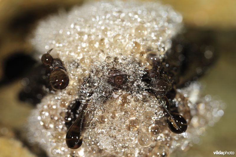 Bedauwde Baardvleermuis