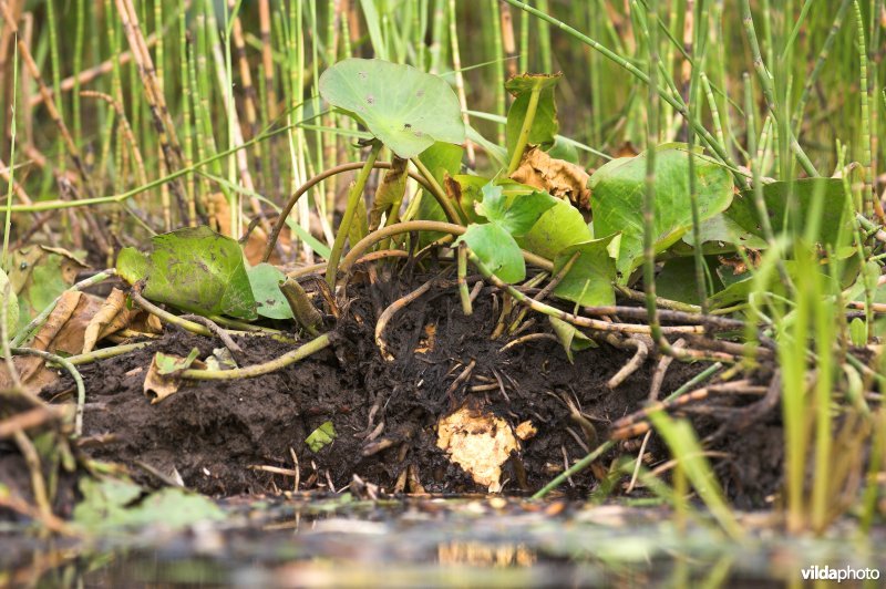 Knaagsporen van Bever