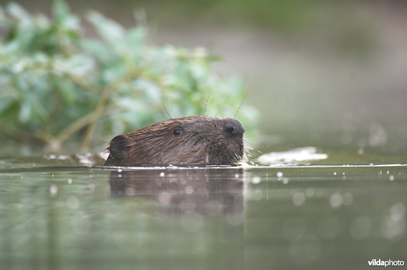 Bever sleurt wilgetak naar burcht
