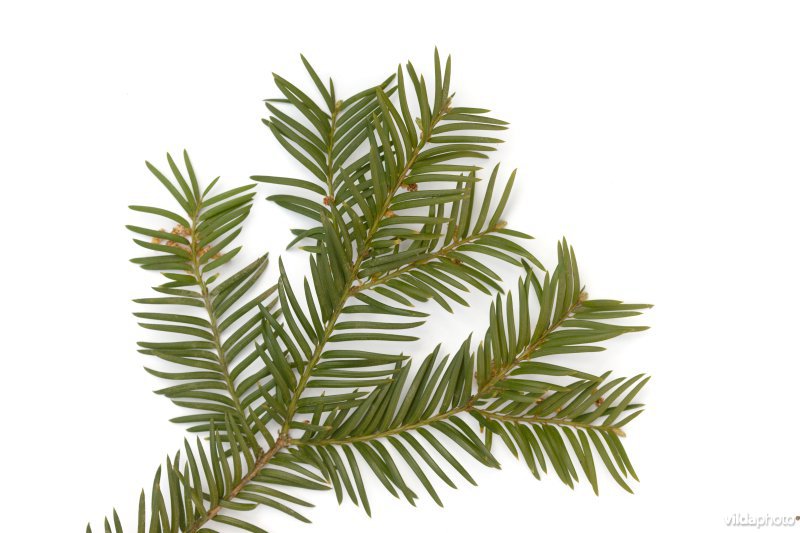 Taxus