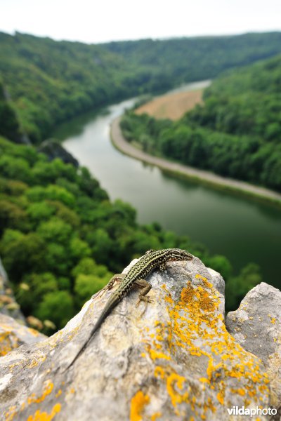 Muurhagedis op de rotsen van Freyr