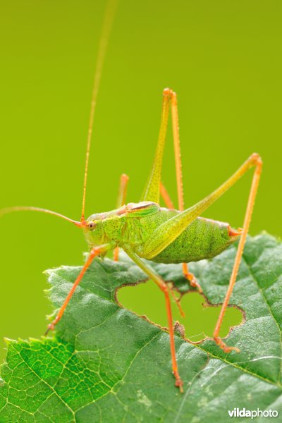 Juveniele Zaagsprinkhaan