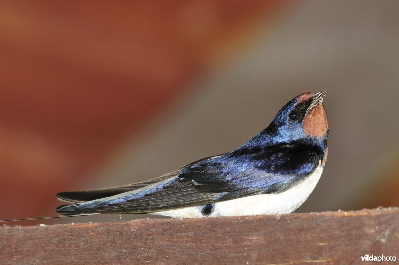 Zingend mannetje Boerenzwaluw