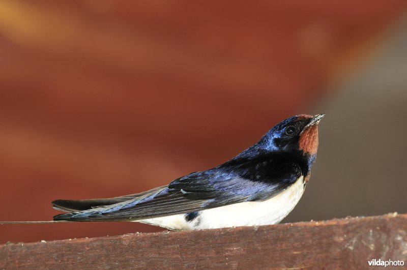 Mannetje Boerenzwaluw