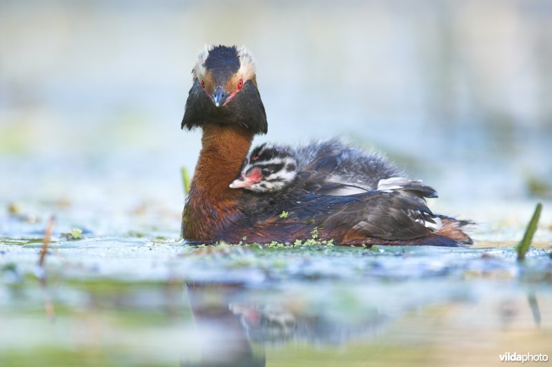 Kuifduiker met jongen