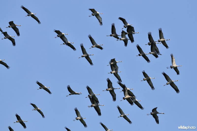 Kraanvogels in vlucht