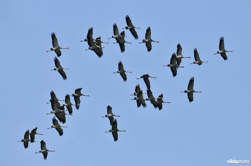 Kraanvogels in vlucht