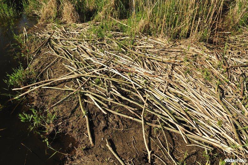 Sporen van Bever langs de Biebrza