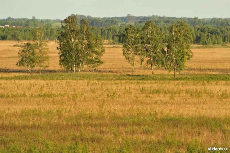 Vallei van de Biebrza