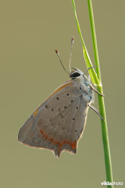 Kleine vuurvlinder