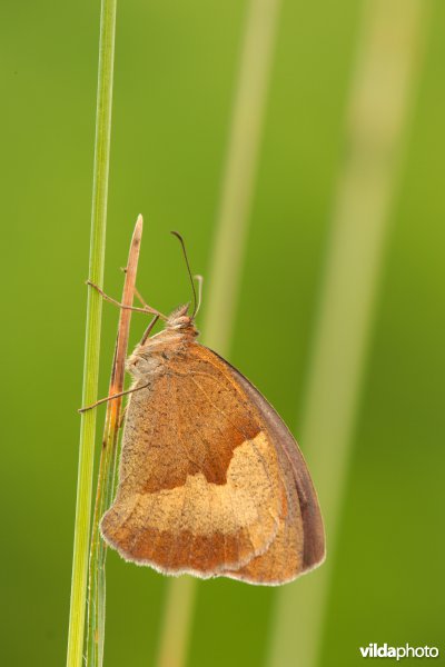 Bruin zandoogje