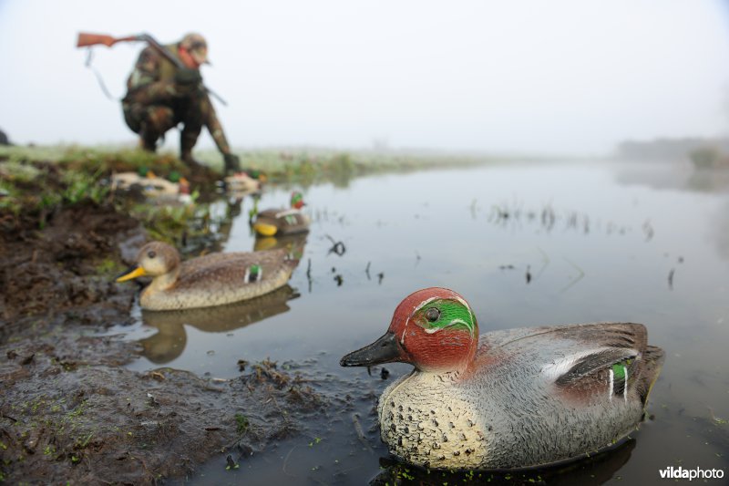 Jager aan jachtput met plastiek lokeenden