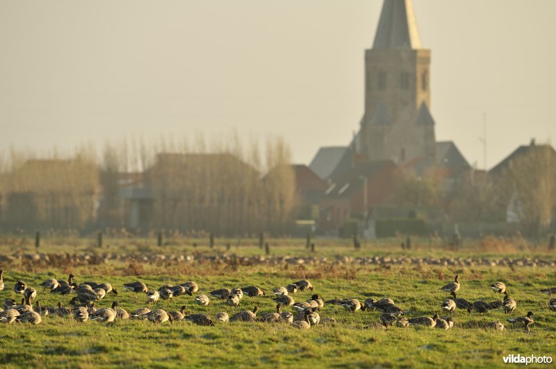 Kleine Rietganzen in de Uitkerkse Polders