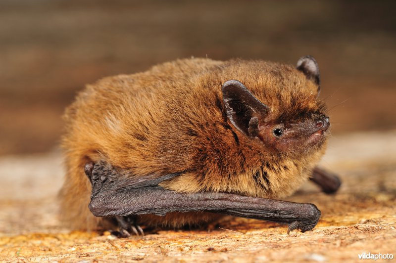 Dwergvleermuis