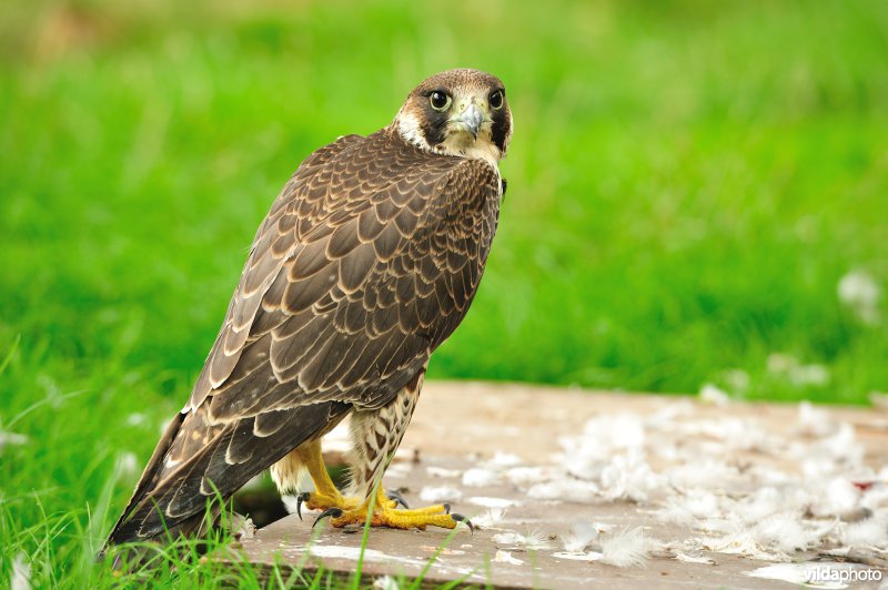 Slechtvalk in een Vogelopvangcentrum