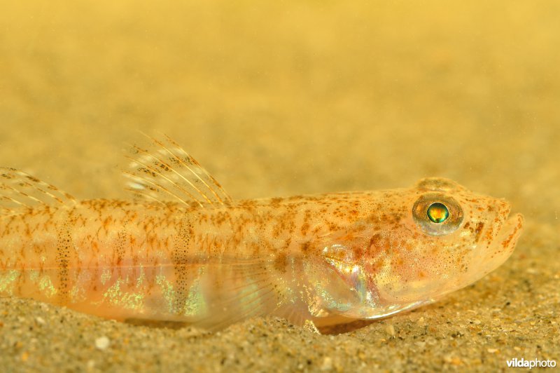 Lozanogrondel