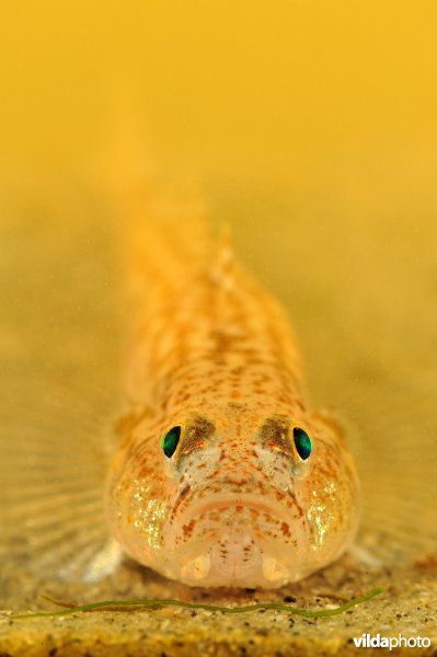 Lozanogrondel