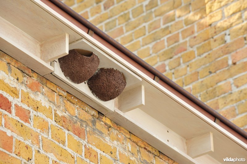 Ophangen van zwaluw-nestkasten