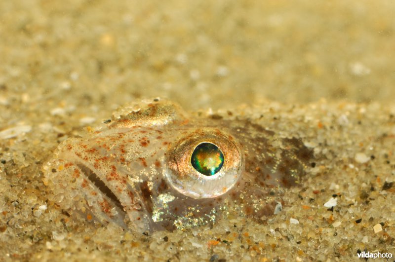 Lozanogrondel
