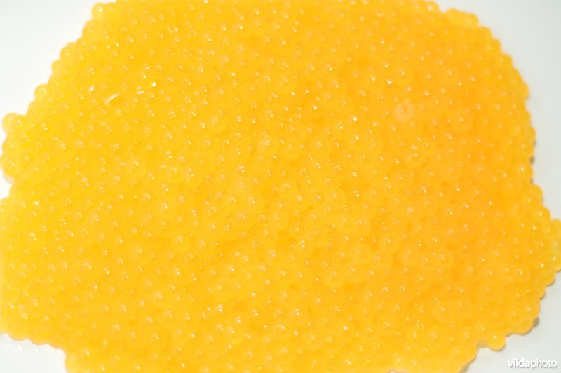 Eitjes van Beekforel