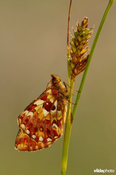 Veenbesparelmoervlinder