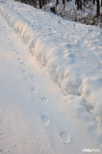 Sporen van Wolf in de sneeuw
