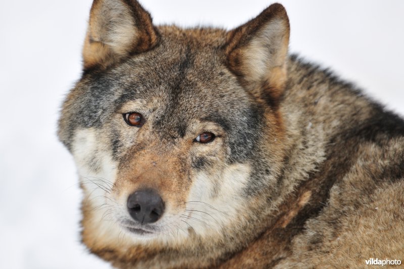 Kop van Wolf