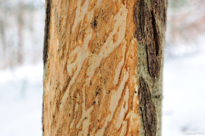 Veegsporen van Wisent