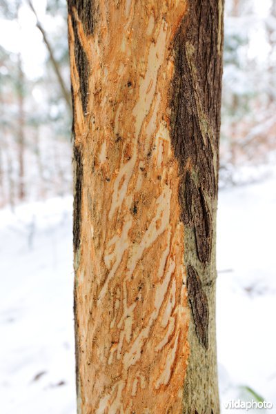 Veegsporen van Wisent