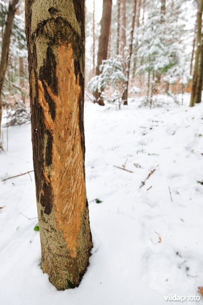 Veegsporen van Wisent