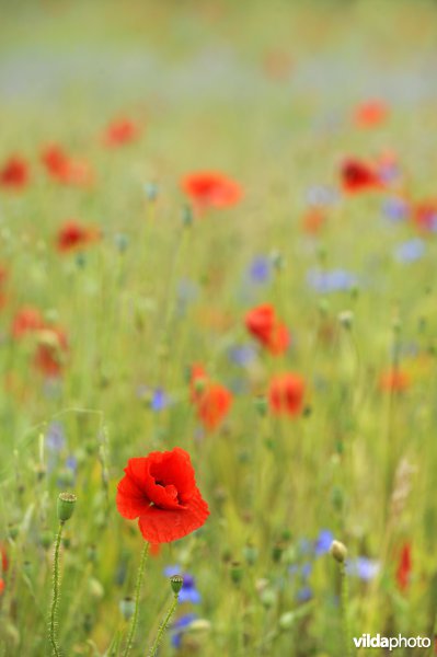 Klaprozen en korenbloemen in een bloemenakker