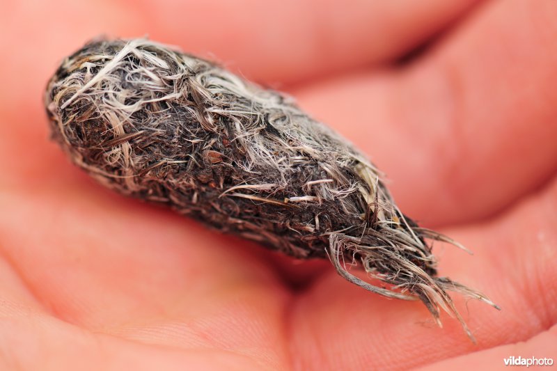 Braakbal van een Smelleken