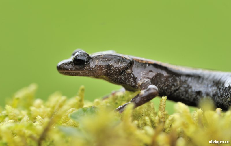 Goudstreepsalamander