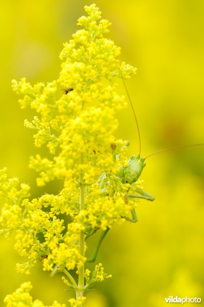 Grote groene sabelsprinkhaan