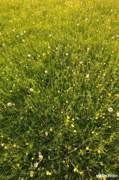 Bloemrijk grasland