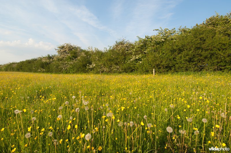 Bloemrijk grasland