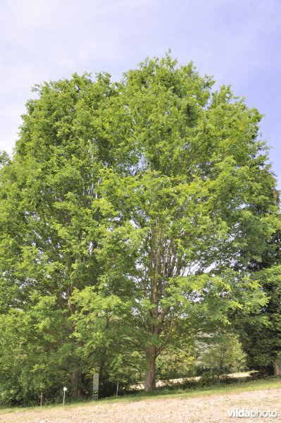Kaukasische zelkova