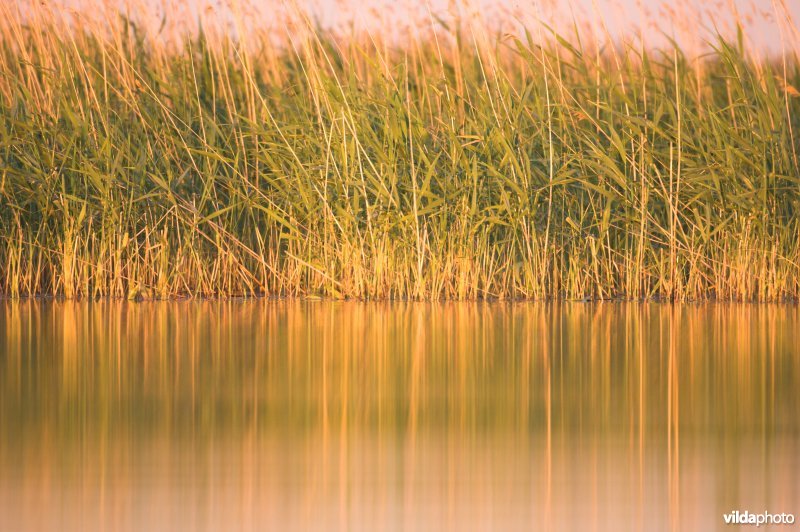 Rietkraag langs meer