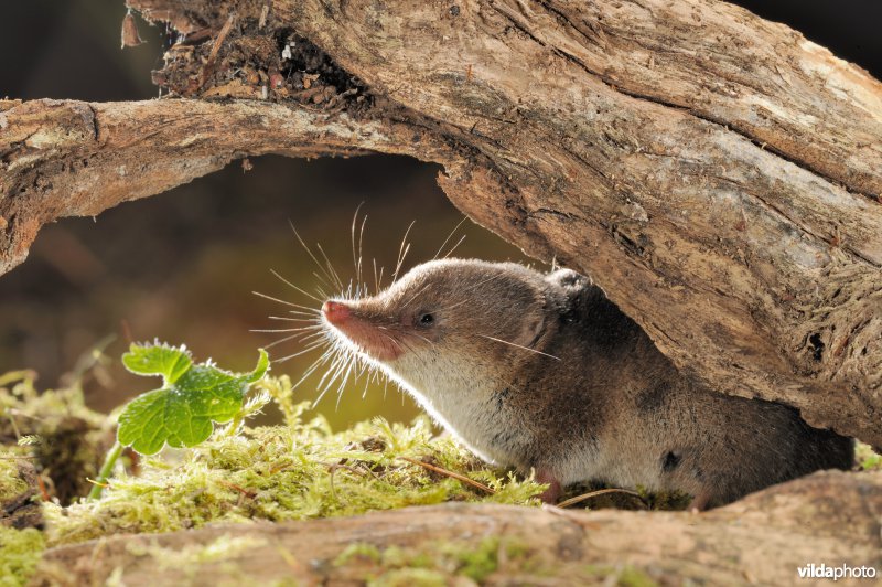 Bosspitsmuis