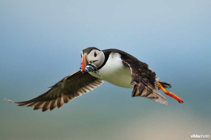 Vliegende Papegaaiduiker