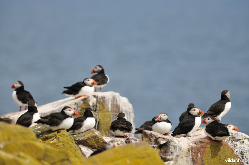 Groepje rustende Papegaaiduikers