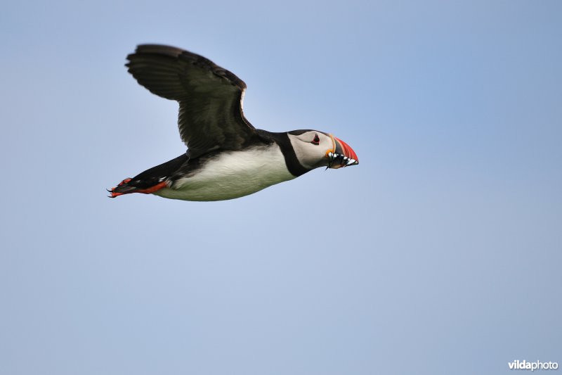 Vliegende Papegaaiduiker